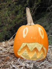 Scared, Nipomo Pumpkin Patch best carving idea
